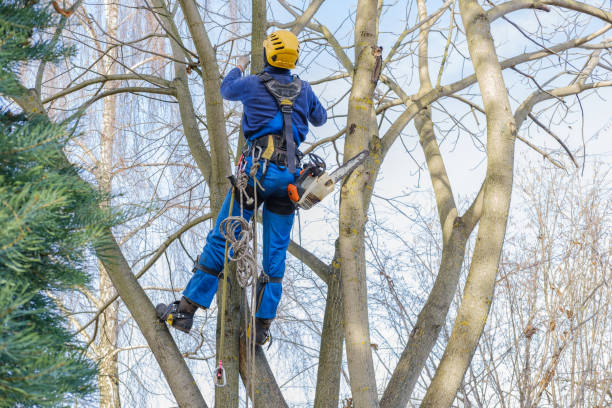 Best Leaf Removal  in Presidential Lakes Estates, NJ